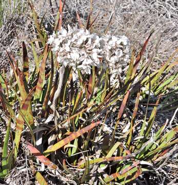 Image of Dilatris pillansii W. F. Barker