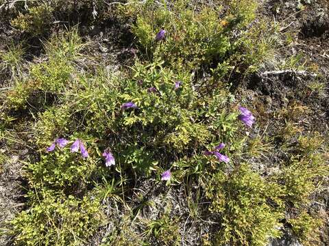 Image of rocky ledge penstemon