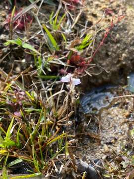 Image de Utricularia caerulea L.