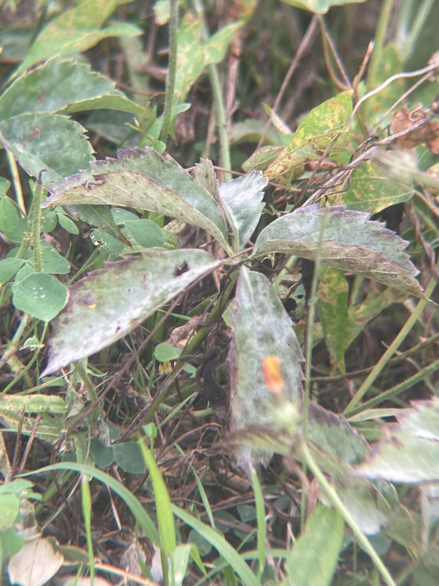 Image of Grape Powdery Mildew