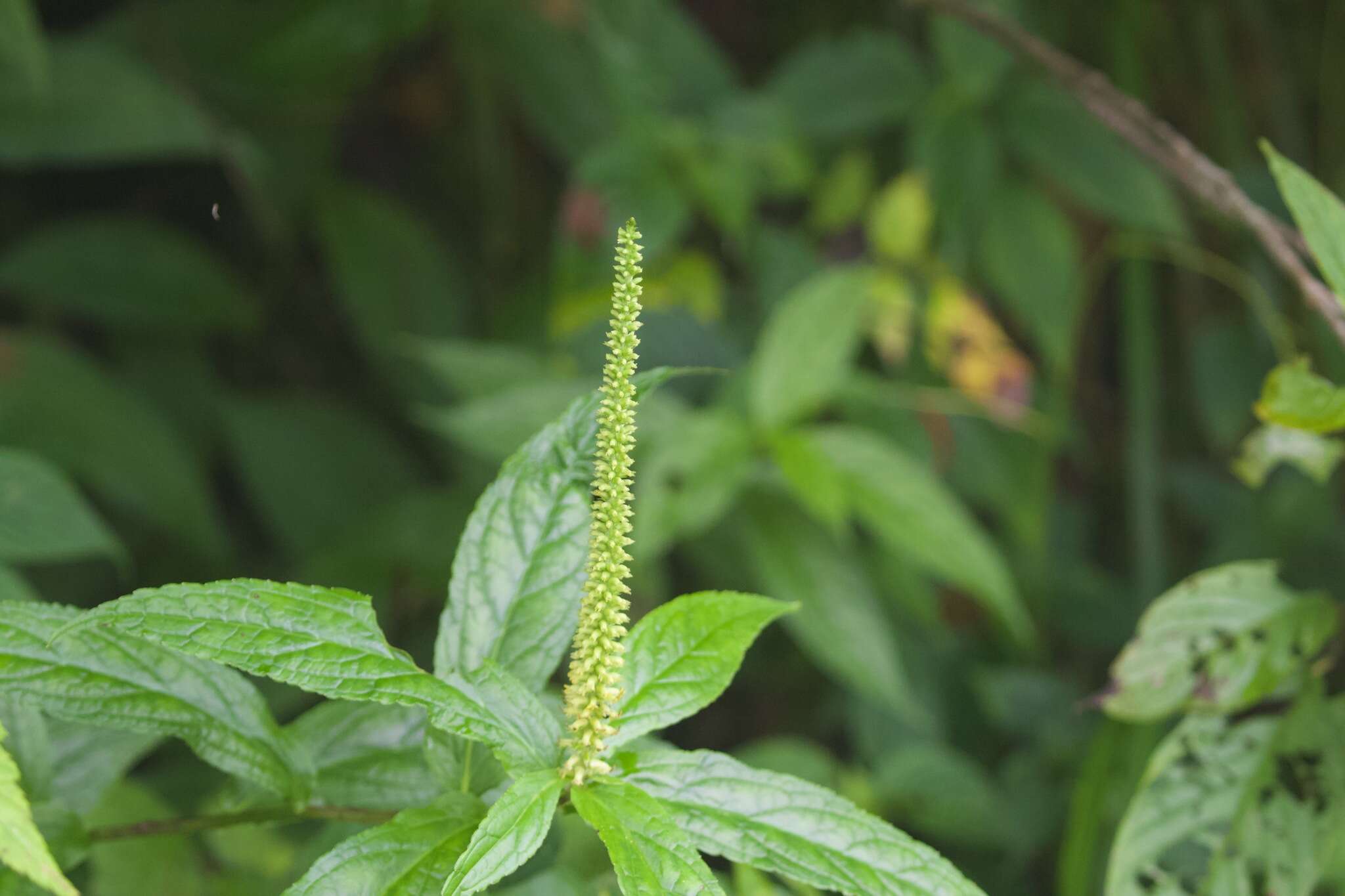 Image of Veronicastrum brunonianum (Wall. ex Benth.) D. Y. Hong