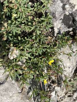 Image of Medicago prostrata Jacq.