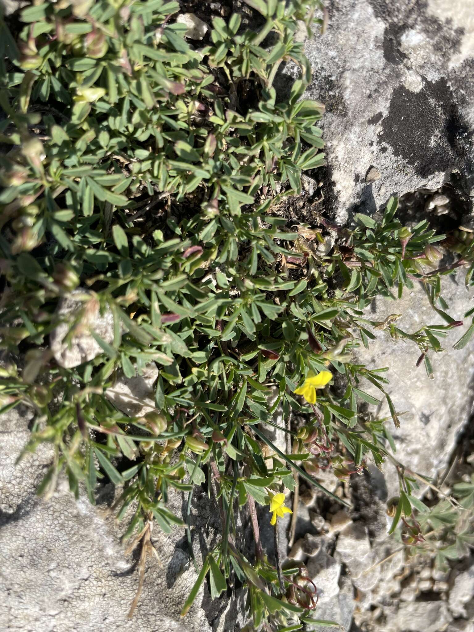 Plancia ëd Medicago prostrata Jacq.