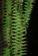 Image of scaly dwarf polypody