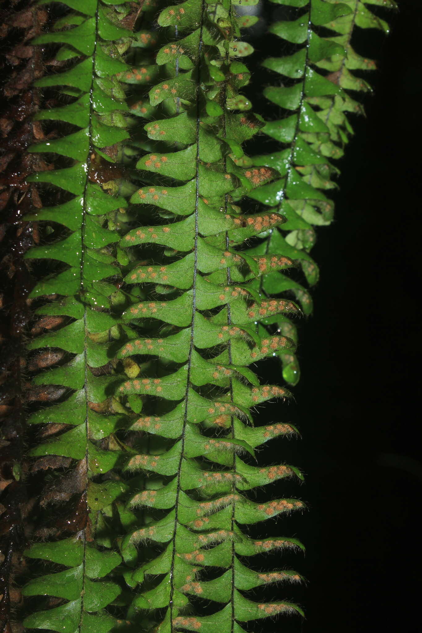 Image of scaly dwarf polypody