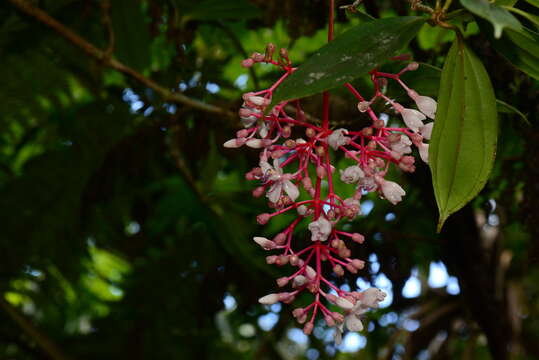 Image of Medinilla hayatana H. Keng