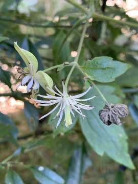 Imagem de Clematis parviloba Gardn. & Champ.