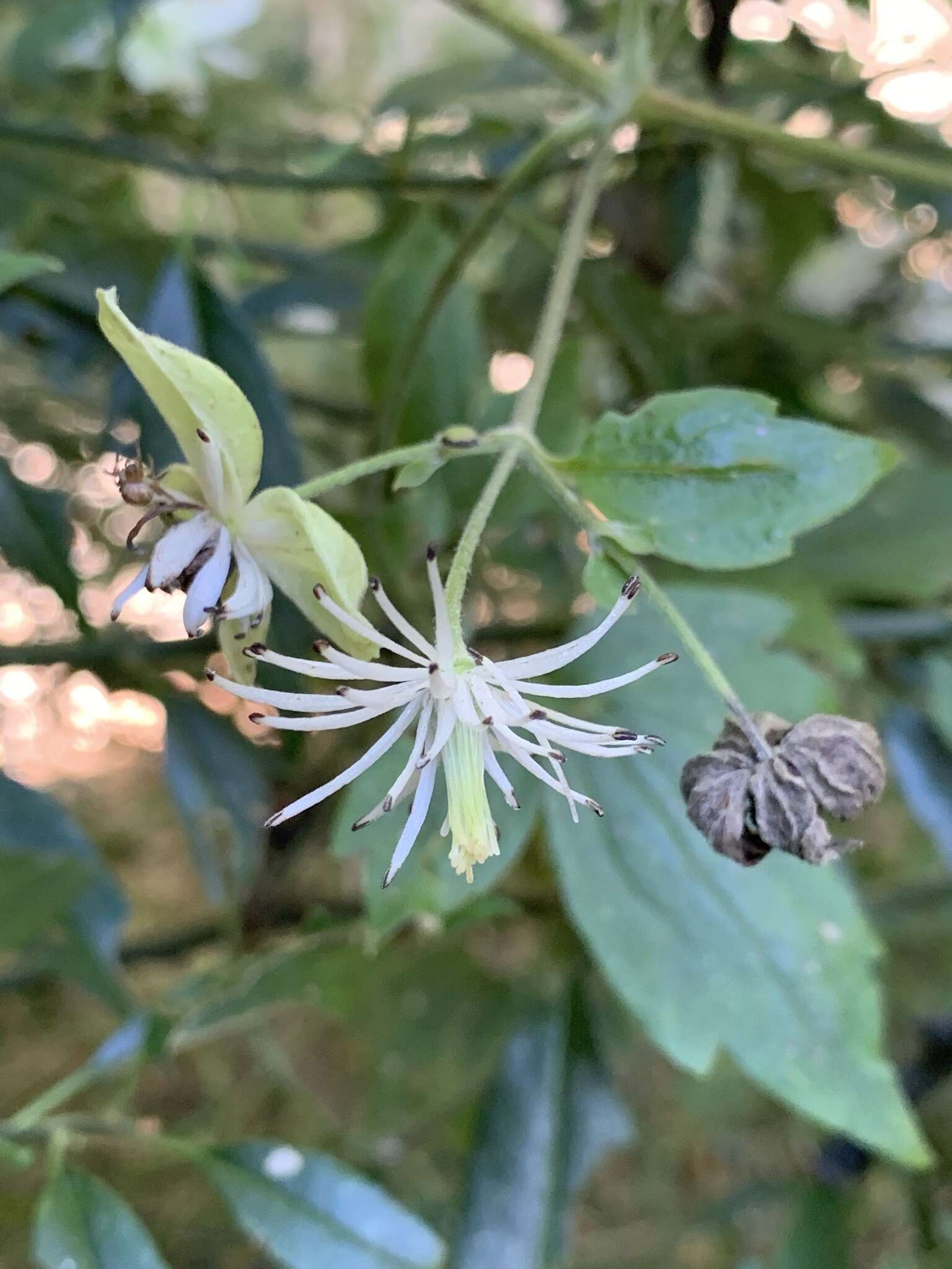 Image of Clematis parviloba Gardn. & Champ.