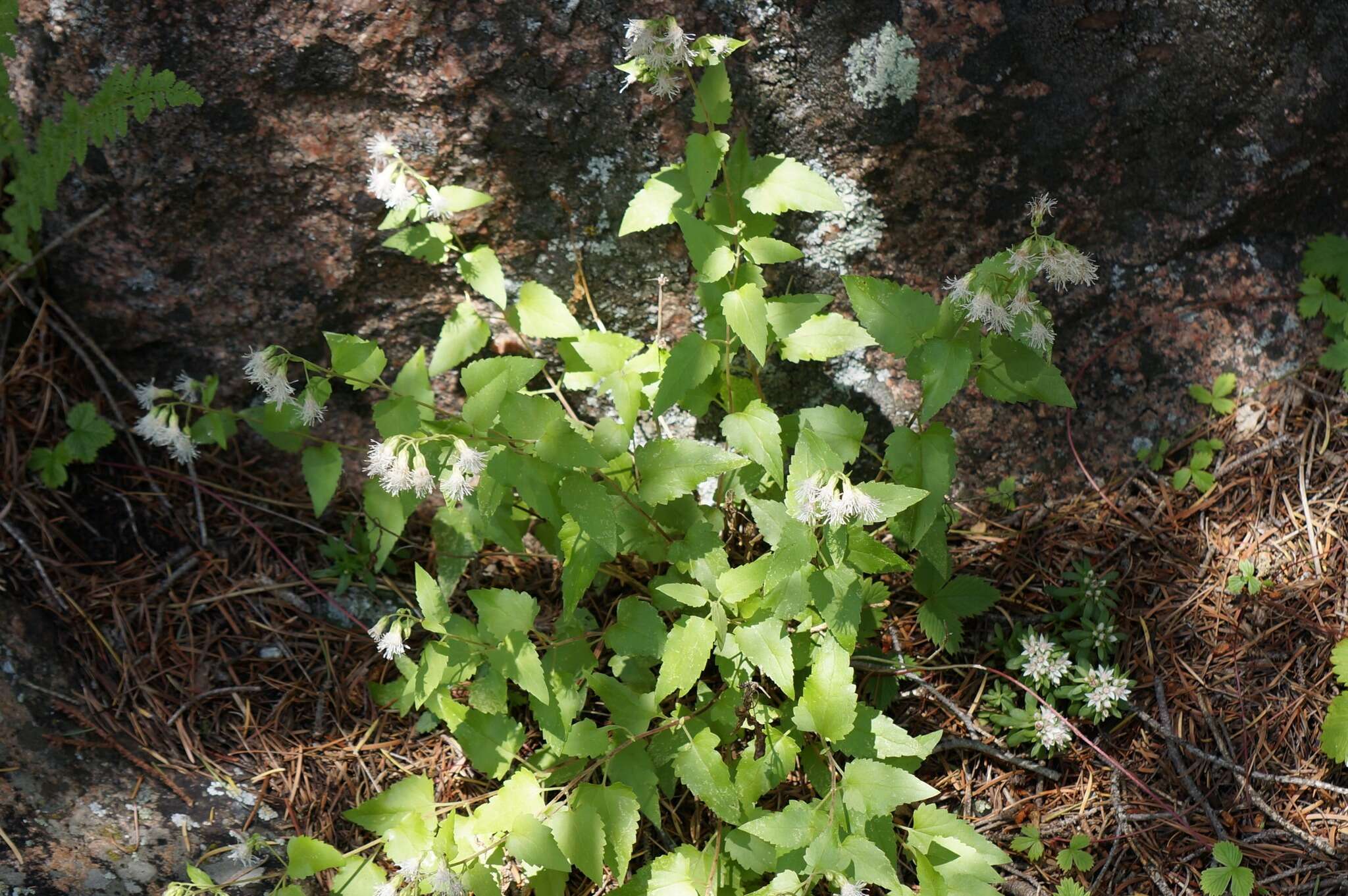 Image of Fendler's brickellbush