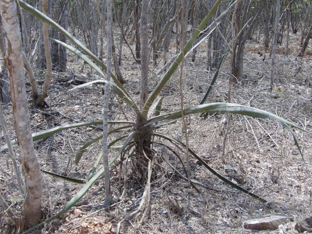 Слика од Agave vivipara L.