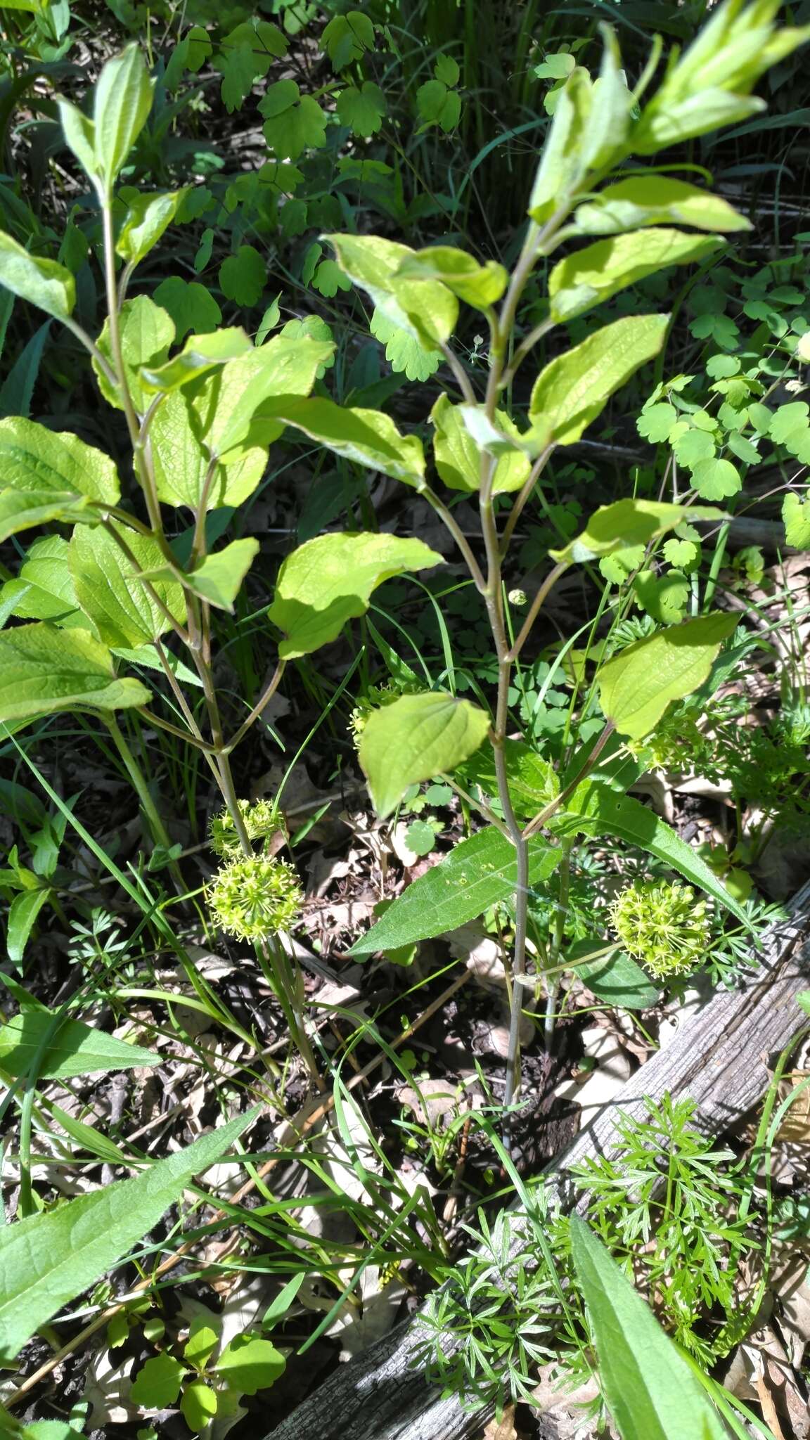 Image de Smilax illinoensis Mangaly