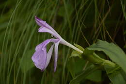 Image of Roscoea purpurea Sm.