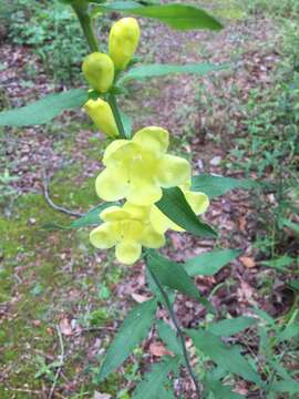 Image of downy yellow false foxglove