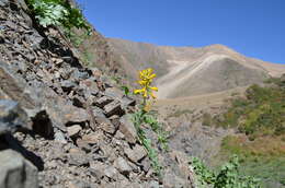 Image de Corydalis gortschakovii Schrenk