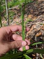 Image of stalkgrain sedge