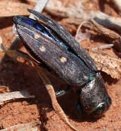 Image of Jewel beetle