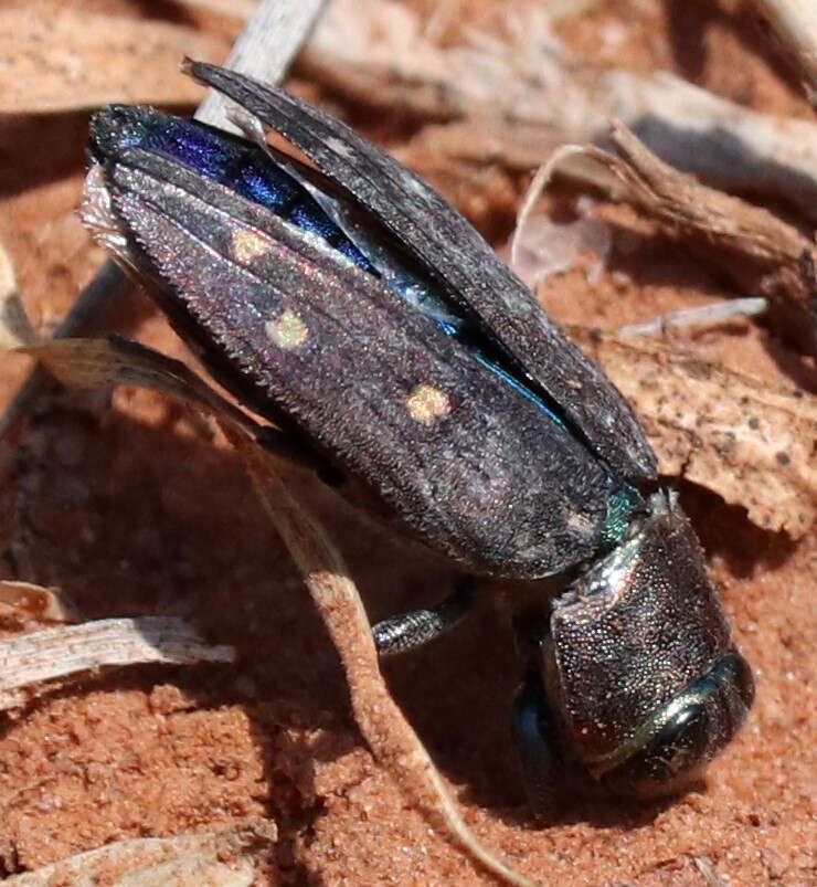 Image of Jewel beetle