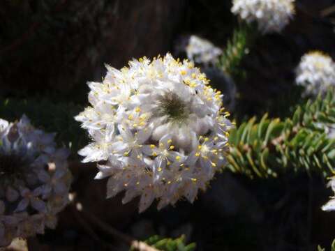 Image of Lachnaea pomposa Beyers