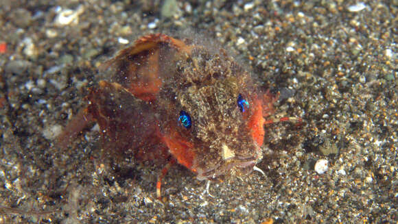 Image of Short-head stingfish