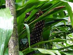 Image of Pitcairnia funkiae M. A. Spencer & L. B. Sm.