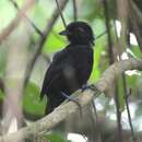 Image of Black Antshrike