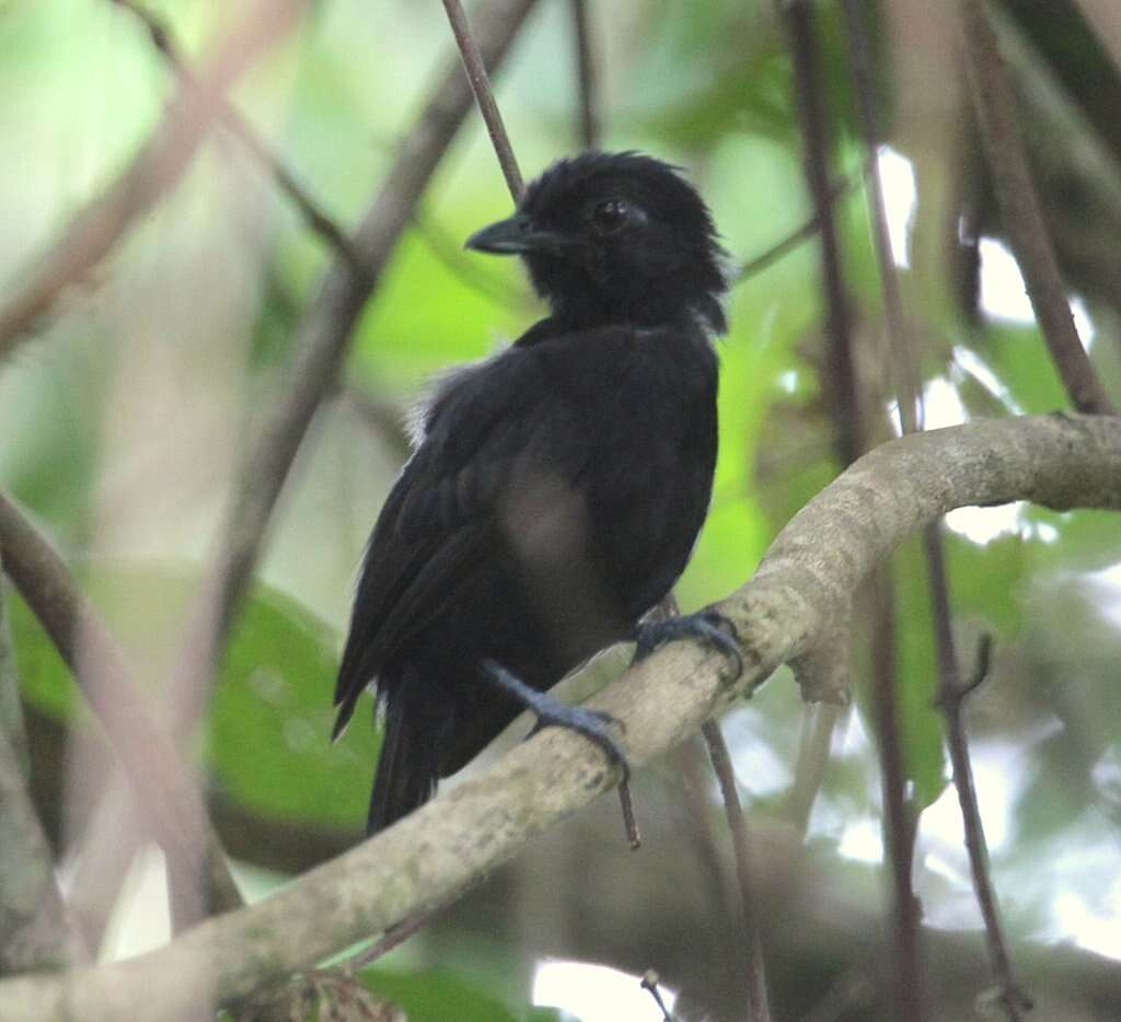 Image of Black Antshrike