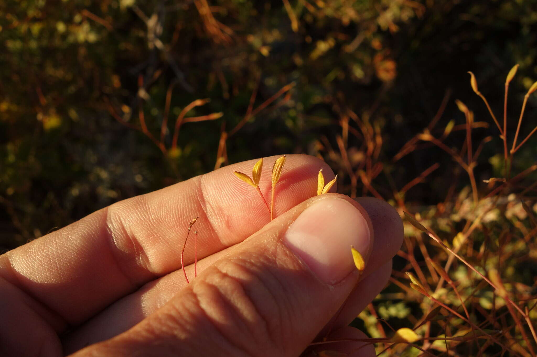 Image of Thalictrum squarrosum Stephan ex Willd.