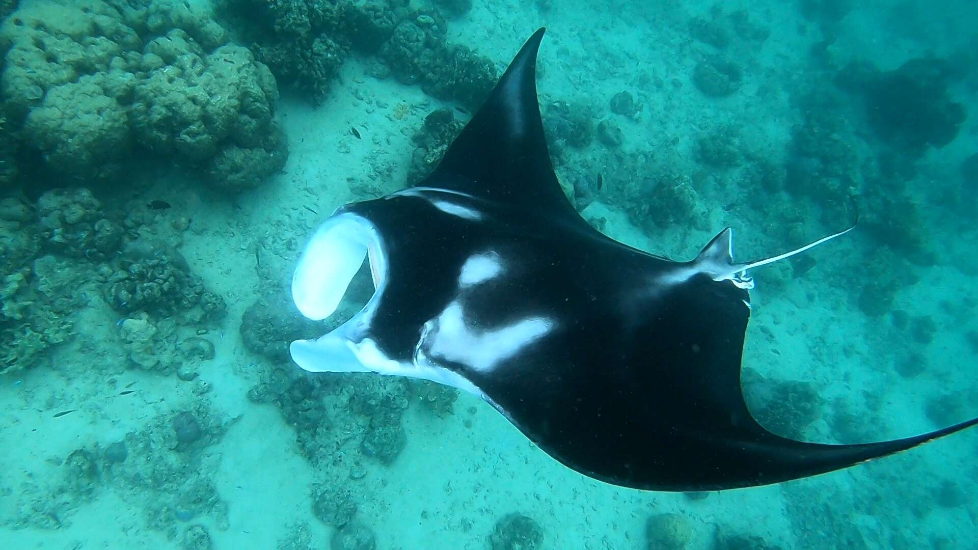 Image of Coastal Manta Ray