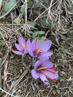 Image de Crocus cartwrightianus Herb.