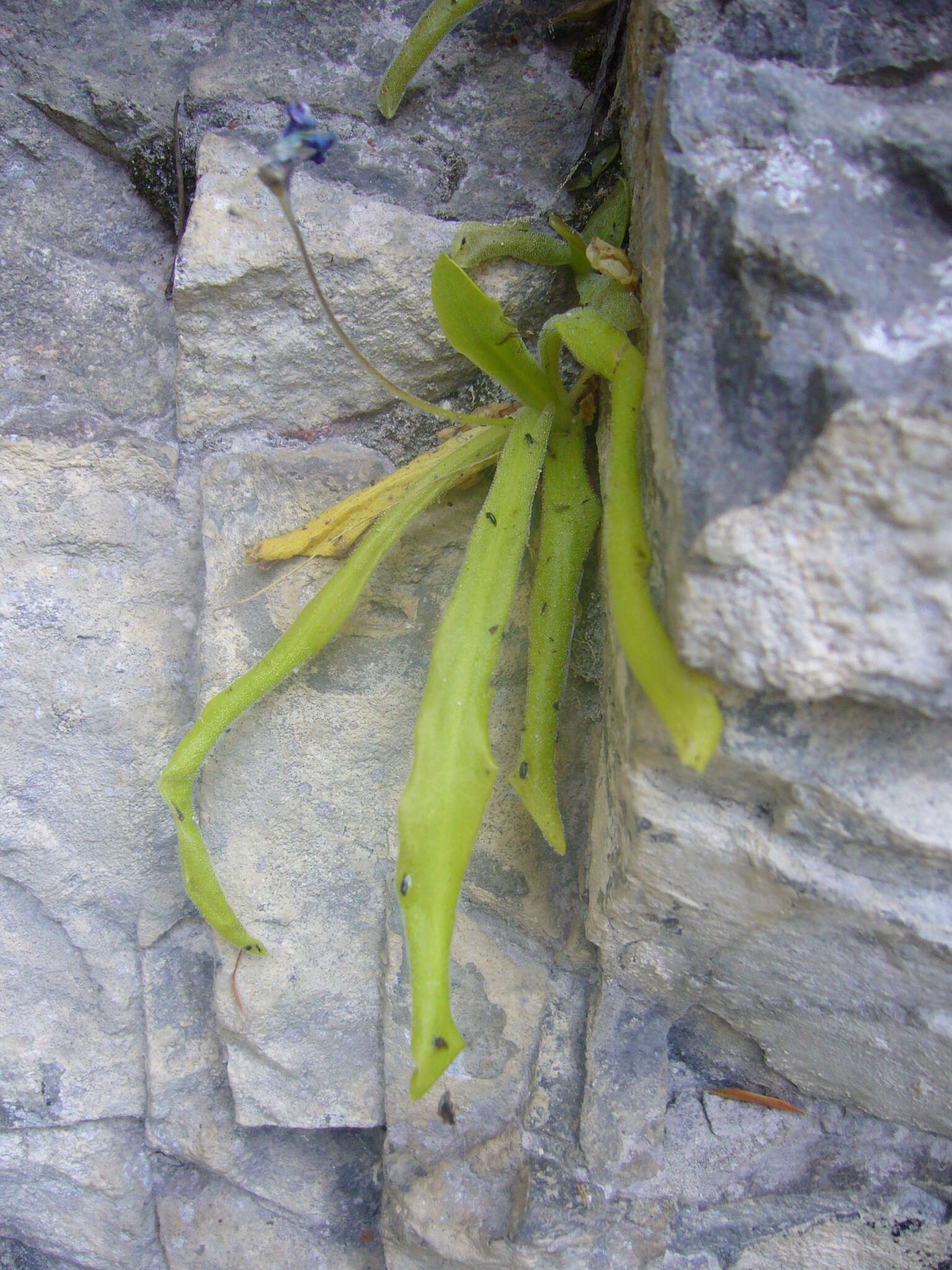 Image of Pinguicula longifolia DC.