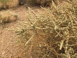 Image of Parry's Saltbush