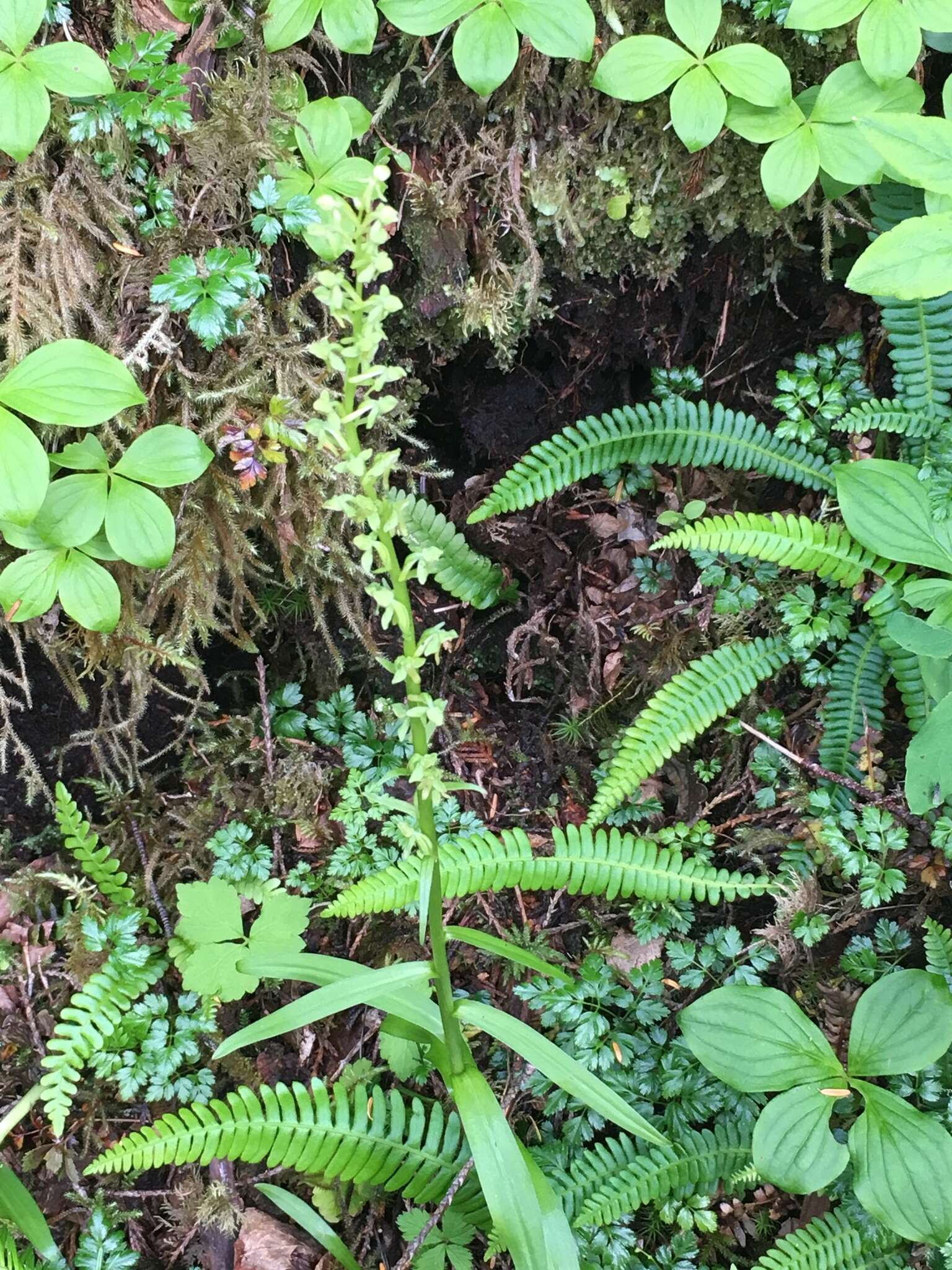 Imagem de Platanthera stricta Lindl.