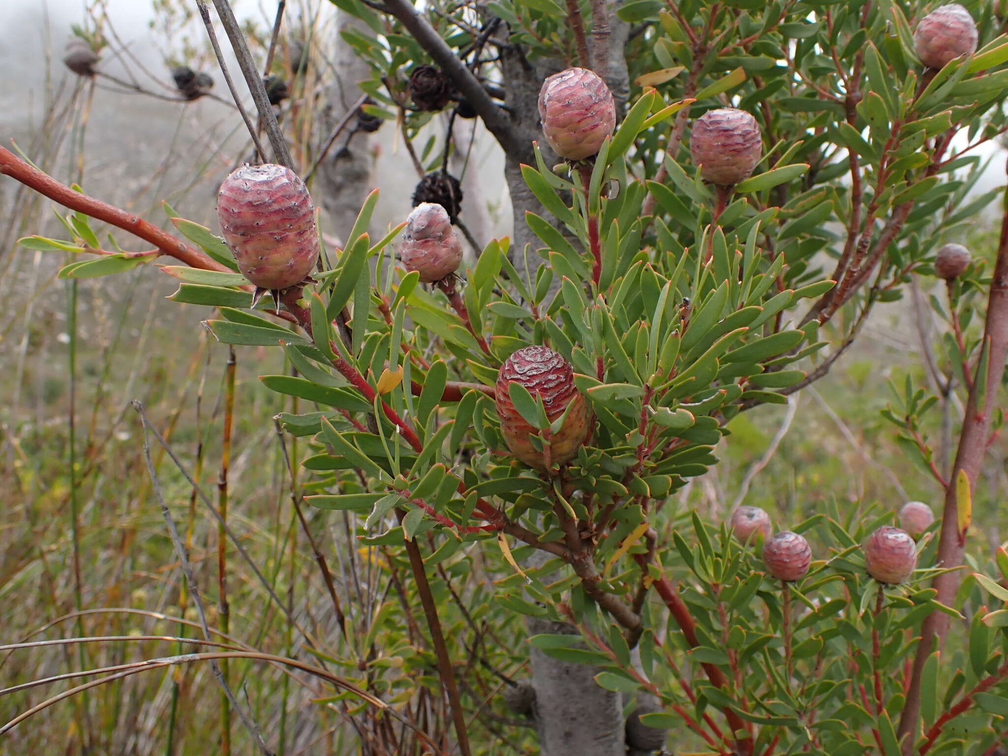 Image of Leucadendron rourkei I. J. M. Williams