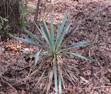 Image of twistleaf yucca