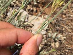 Image of Dianthus masmenaeus Boiss.