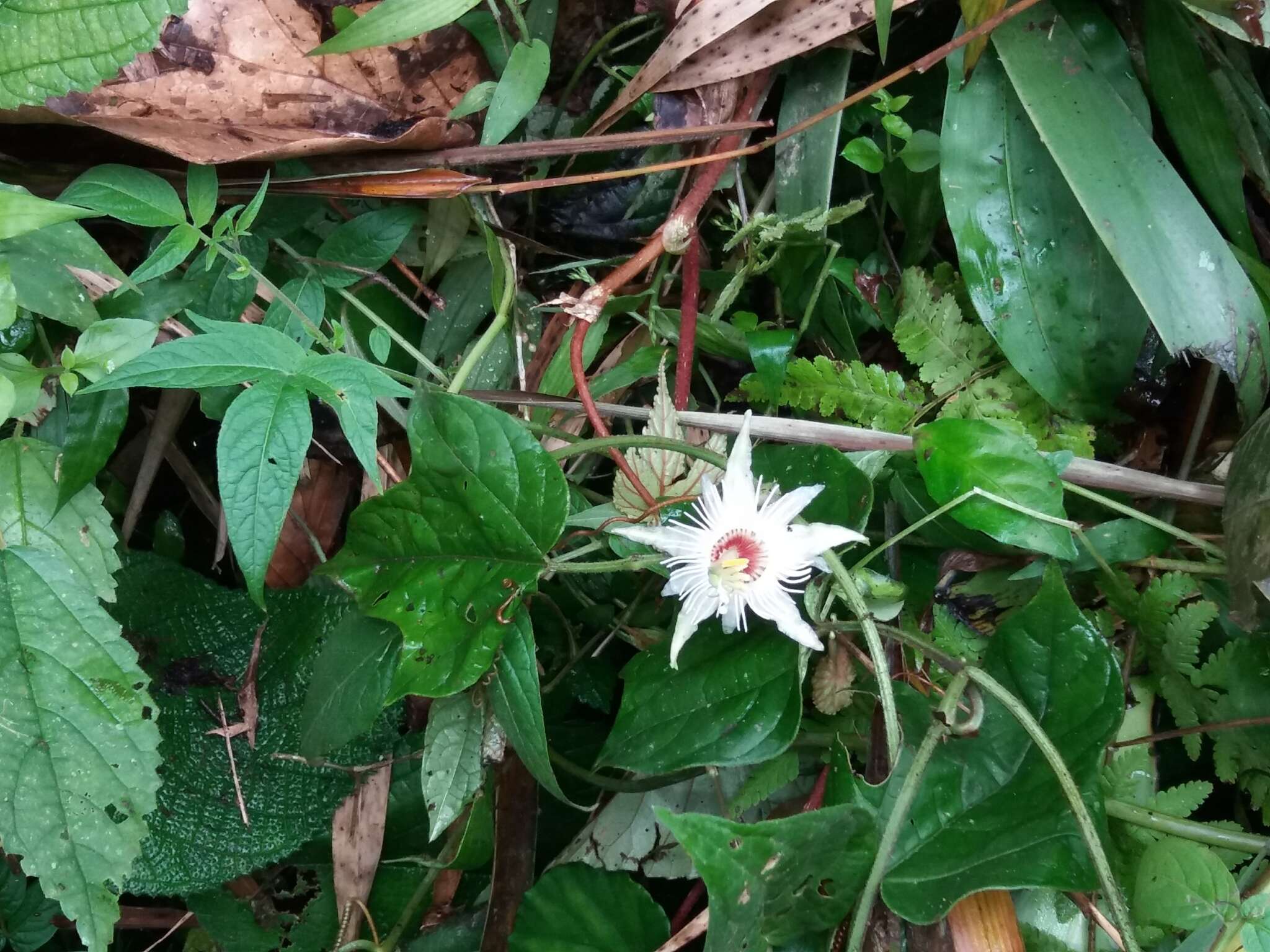 Image of Passiflora lobata (Killip) Hutch. ex J. M. Mac Dougal