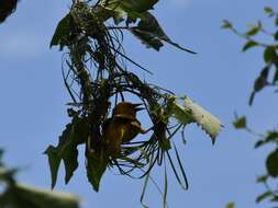 Image of Cape Weaver