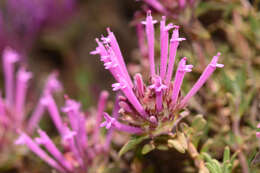 Image of Thymus longiflorus Boiss.