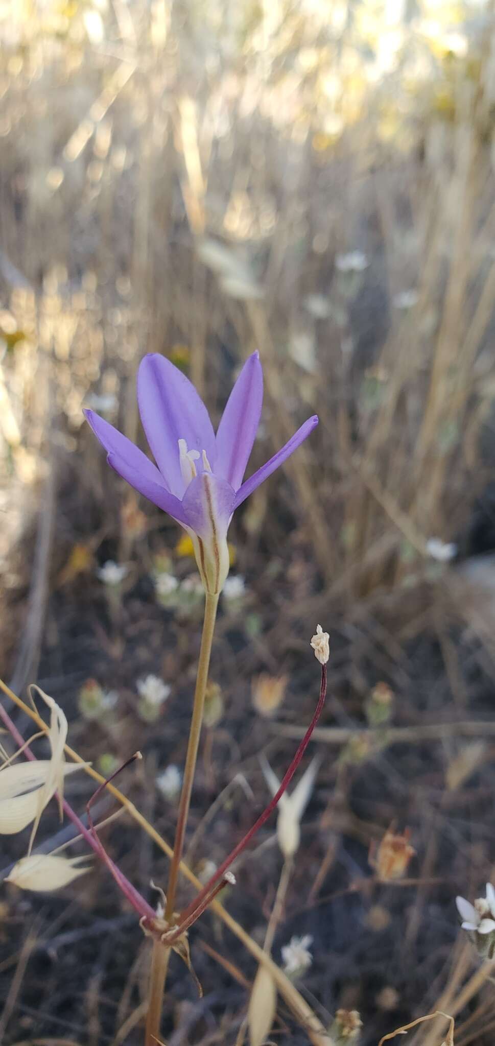 Слика од Brodiaea santarosae T. J. Chester, W. P. Armstr. & Madore