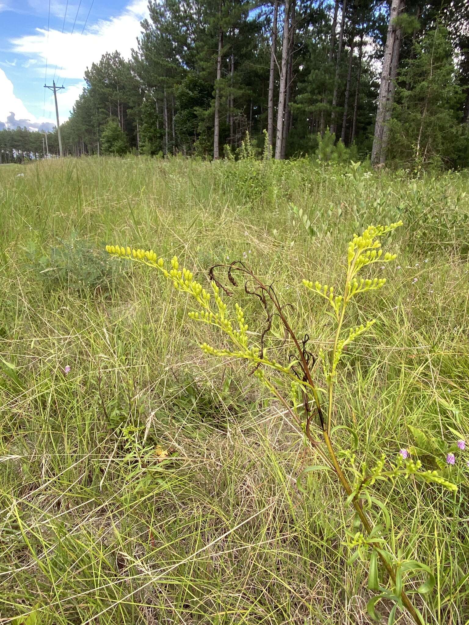 Image of Small's goldenrod