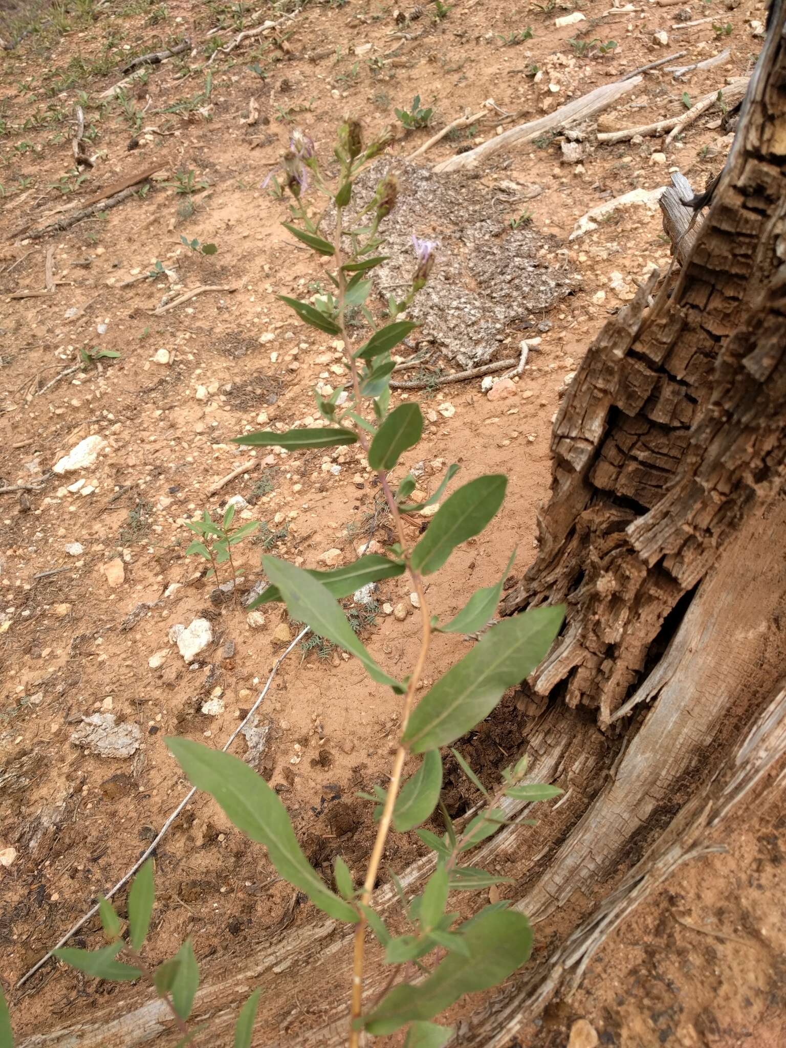 Image of Wasatch aster