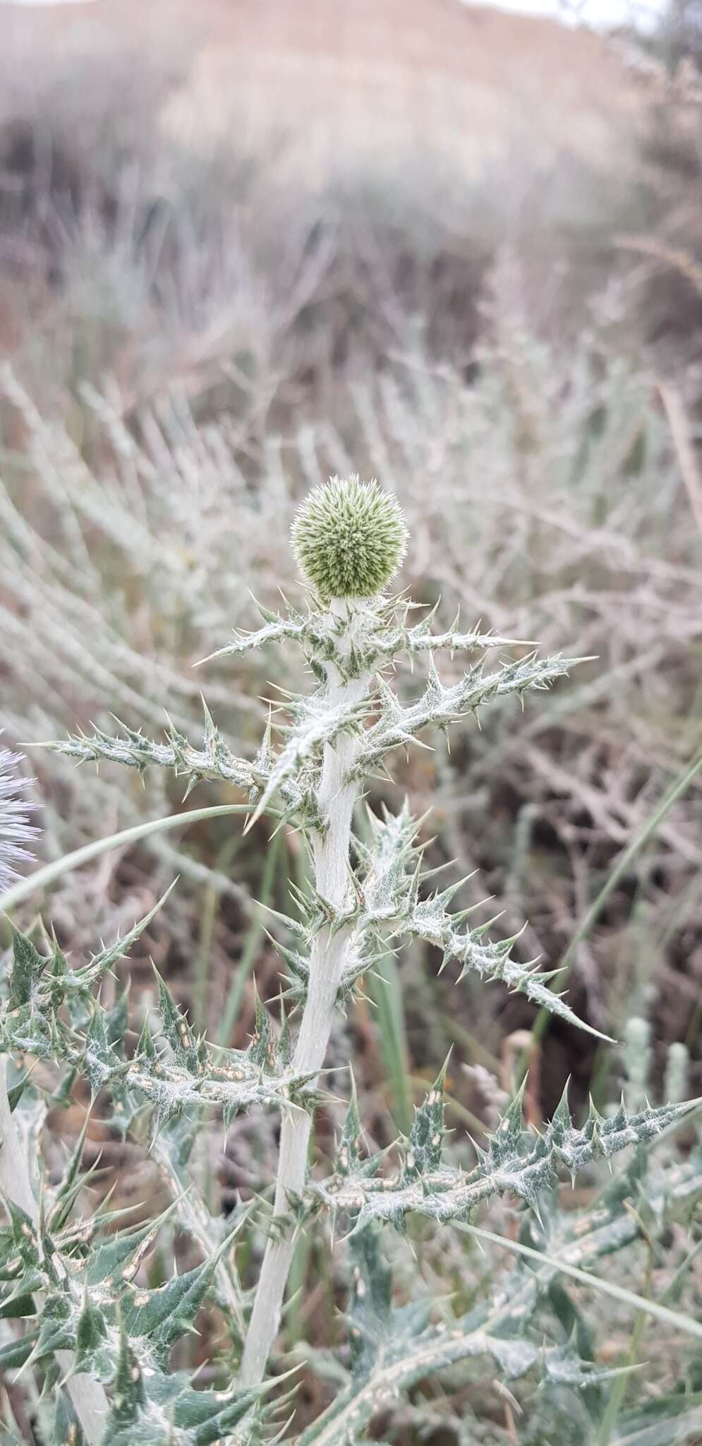 Image of Echinops ritro subsp. ritro