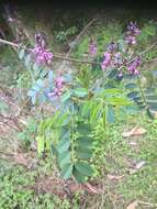 Image de Indigofera australis Willd.