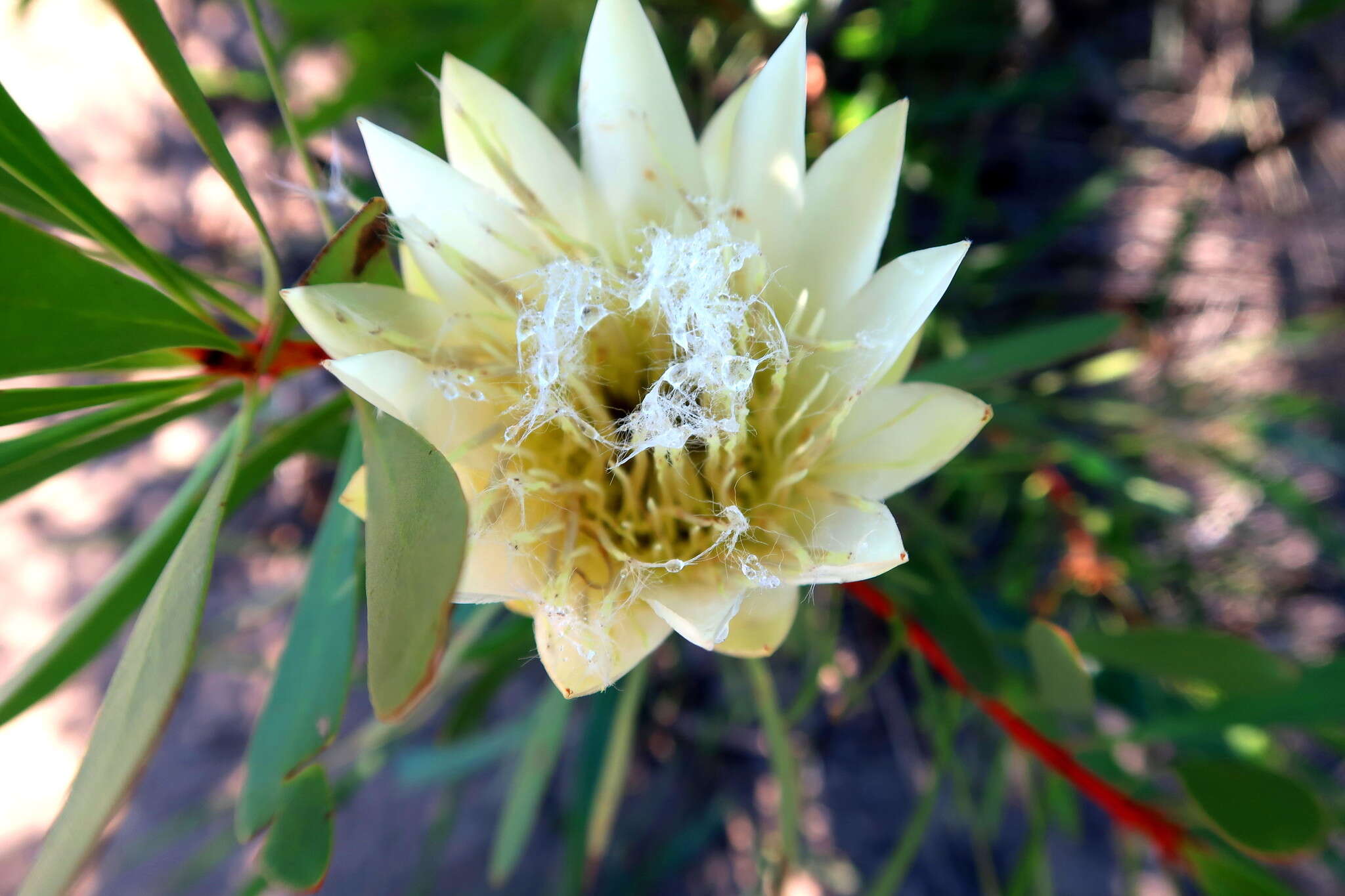 Image de Protea repens (L.) L.