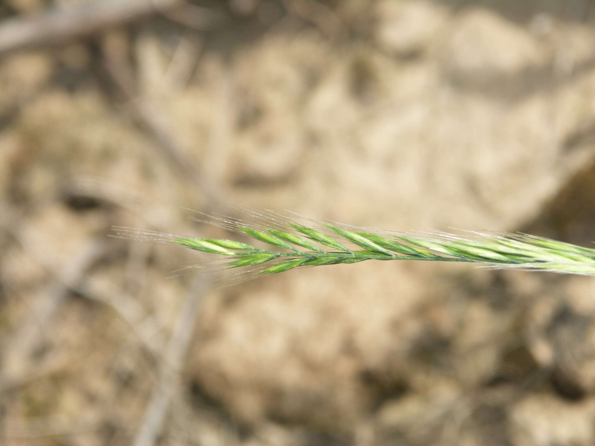 Image of rat's-tail fescue