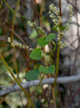 Image of Muehlenbeckia zippelii (Meisn.) Danser