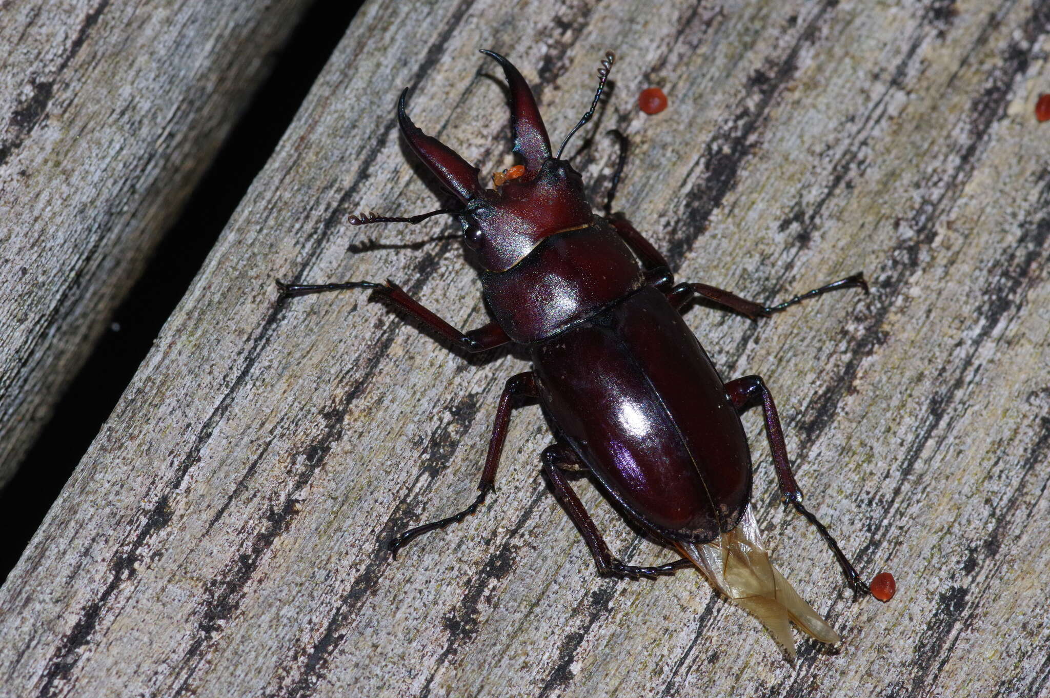 Imagem de Prosopocoilus (Psalidoremus) dissimilis Boileau 1898