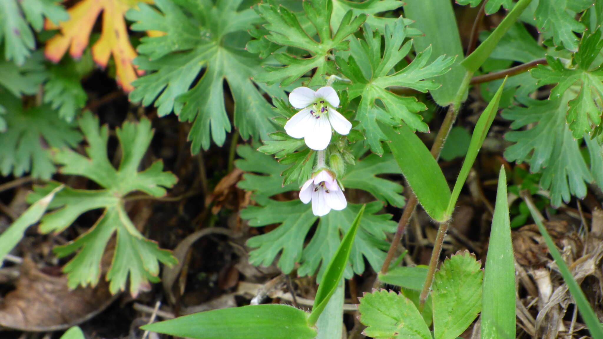 Image of Geranium brasiliense Progel ex Mart.