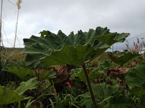 Image of giant rhubarb