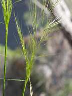 Image of Austrostipa densiflora (Hughes) S. W. L. Jacobs & J. Everett